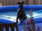プールではしゃぐ犬が突然硬直！「ご主人様に見つかっちゃった…」