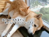 猫の肉布団となった柴犬。猫の安眠を邪魔しないように気を遣う