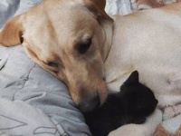 子猫が好きすぎてひとり占めする犬。家族の他の犬も寄せ付けず