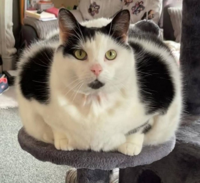 盗み食いが止まらず10キロを超えた猫。健康を気遣う飼い主との攻防戦