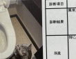 「本物の現場猫さんだ」「可愛すぎておもろいw」　報告書に写り込みすぎてる猫に7.1万人悶絶