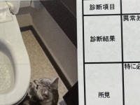「本物の現場猫さんだ」「可愛すぎておもろいw」　報告書に写り込みすぎてる猫に7.1万人悶絶