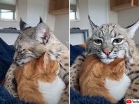 癒しタイムが欲しい？ボブキャットがイエネコを抱きしめるやさしい世界