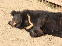 チベタン・マスティフと思って飼っていた犬が2足立ちをするように。実はクマだったことが判明