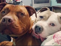 元気のない親友のためにベッドを運んであげるやさしい犬（アメリカ）