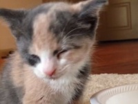 思わずうっとろりん。ミルクを飲む子猫が見せたミニチマ香箱座り