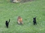 目が見えない野生のアライグマを守るように一緒に歩く黒猫２匹。
