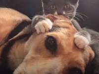 ふたりの仲は誰にも裂けない！犬と猫のベストカップルのいちゃこら風景を愛でようじゃないか