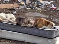 ゴミ捨て場のマットレスで暮らしていた3匹の犬が1年後に再会、辛い時を共に過ごした仲間を忘れていなかった