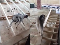 犬には2種類のタイプがいる。楽しい方法を選ぶ犬、簡単な方法を選ぶ犬