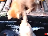 ねえねえ遊ぼ？何食べてるの？池の鯉に興味津々ごあいさつをする子猫