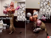 激しいぞ！ピューマさん、風船遊びは全部割るまでが遊びです