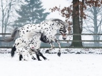 ディズニーのファンタジーかな。同じ柄を持つ大親友トリオ、馬とポニーとダルメシアンの種を超えた絆が美しい（オランダ）