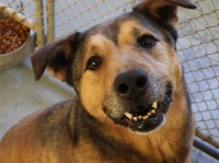 保護施設で2381日過ごした犬。ついに家族に巡り合える（アメリカ）