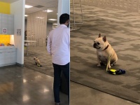 犬入店禁止のカフェの前でお行儀よく飼い主を待ち続ける犬の姿にキュン（アメリカ）