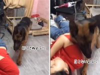 ソファから落ちそうになる飼い主を気遣い、犬柱になる犬