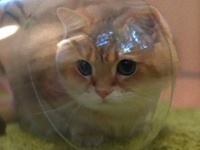 猫のホシコさん、グラスに入りガラスごしの世界を探検する
