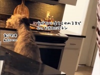 超大型犬のアイリッシュ・ウルフハウンドが台所にアゴを乗せ「よし」の合図が出るのをじっと待つ
