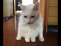 どうなってるの...？（＠Threecatschann1さんのツイートより、編集部でトリミング）