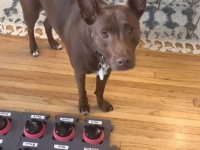 「雨が上がったから公園に行こう！」サウンドボードで会話する犬、ご主人に「リードをつけて！」とおねだりする