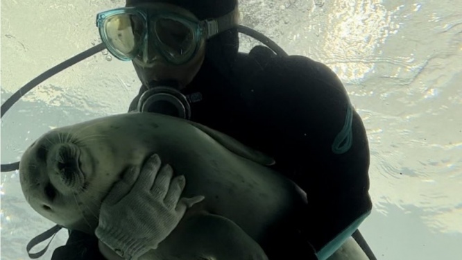 すべて計画通り？　水槽掃除の邪魔ををしまくるアザラシさん、抱っこで止められこの表情