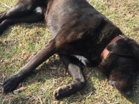 道端に大きな犬が倒れている！警察に通報するも駆け付けてもらえず。それにはこんな理由があった（スペイン）
