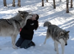 雪の中、狼とじゃれ合う女性。キスをしたりお腹を見せる姿はまるで犬のよう！