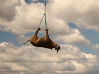 決して虐待ではない。サイを逆吊りで空輸する理由（アフリカ）