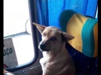 「今日も寒いですね～、ちょっと乗りますよ」 寒さを逃れてバスに乗り込んだ犬。運転手さんの配慮ですやりんこ（チリ）