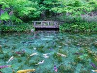 【芸術!!】まるで絵画のように美しい池の写真が神秘的と話題に