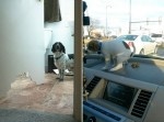 猫と同じくらい犬も性悪？　微笑ましい犬のイタズラ集