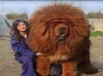 【モフモフ】世界の超大型犬を集めてみたよ！