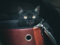いつのまにか車に乗り込んできた黒猫、そのまま永遠の家族になる