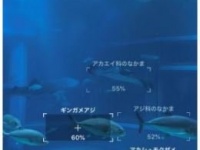 「かざすAI図鑑アプリ　LINNE LENS」（画像は海遊館のプレスリリースより）