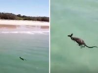 こいつ・・・泳ぐぞ！スイスイと海を泳ぐカンガルーが目撃される（もちろんオーストラリア）