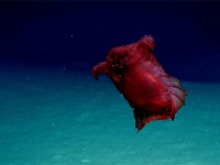 ヘッドレスチキン（首なしニワトリ）の異名を持つユメナマコが南極海ではじめて観測される
