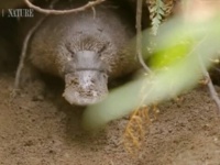 「なんて器用なんだ！」尻尾で草を集めて運ぶ？謎に包まれた生き物、カモノハシのお母さんの巣作りに密着してみた