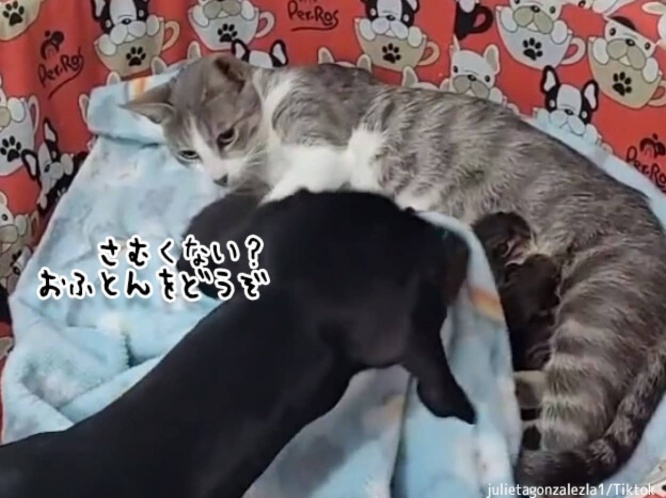 出産したばかりの母猫と子猫たちをねぎらうダックスフント