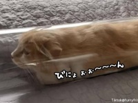 伸びすぎ注意。本気を出せばどこまで伸びるかわからない猫