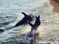 これどんなファンタジー？犬と遊びたいイルカ、波打ち際まで来て一緒に仲良く追いかけっこ