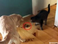 狩猟本能どこいった？ネズミを発見した猫と犬は平和主義者だった