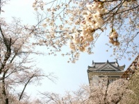 シティーホテルの価格で、桜絶景を楽しめる（画像はイメージ）
