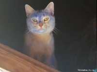 屋根裏で遊んでいた猫が真っ青に！いったい何が？