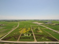 7月11日の田んぼアートの様子（画像提供：行田市役所）