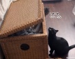 悪魔と取引した猫、妹分の猫をカゴの中に閉じ込める現場を目撃