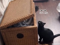 悪魔と取引した猫、妹分の猫をカゴの中に閉じ込める現場を目撃