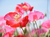 【花言葉】「感謝」にまつわる花