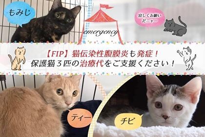 特定非営利活動法人 動物愛護・福祉協会６０家(ロワや)のプレスリリース画像