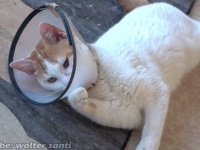 トルコの居候猫たちに子猫が参入！だが「このカラー許さにゃい！」と復讐に燃えている模様