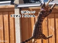 越えられない壁などない！ベンガル猫がフェンスローラーの突破に挑戦